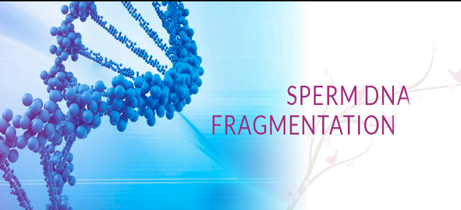 سعر تحليل sperm dna fragmentation