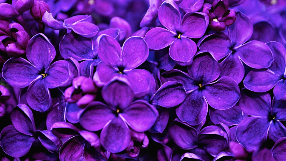 زهرة البنفسج