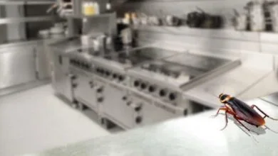 طريقة مكافحة الصراصير والفئران في المطبخ